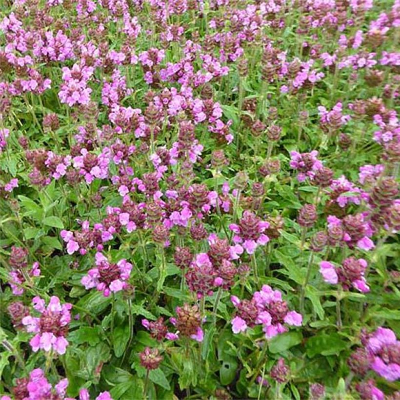 Prunella (x) webbiana Rosea - Brunelle (Flowering)