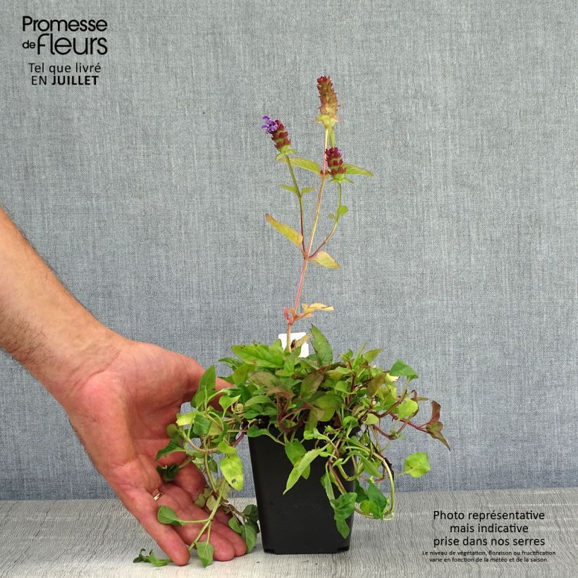 Example of Prunella vulgaris - Brunelle commune Godet de 8/9 cm as you get in ete