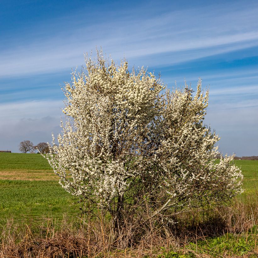 Prunellier - Prunus spinosa (Plant habit)