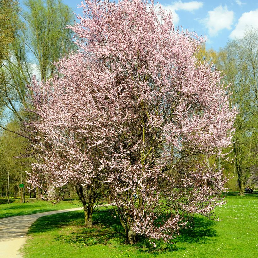 Prunier à fleurs - Prunus cerasifera Nigra (Plant habit)