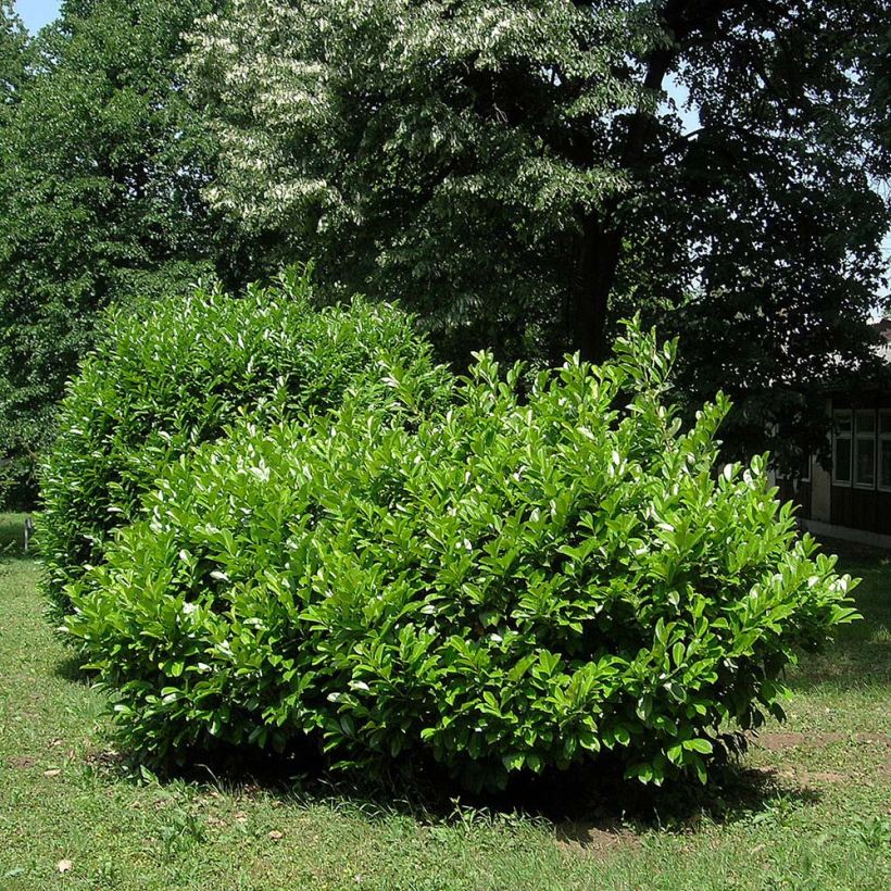 Laurier cerise - Prunus laurocerasus Etna (Plant habit)
