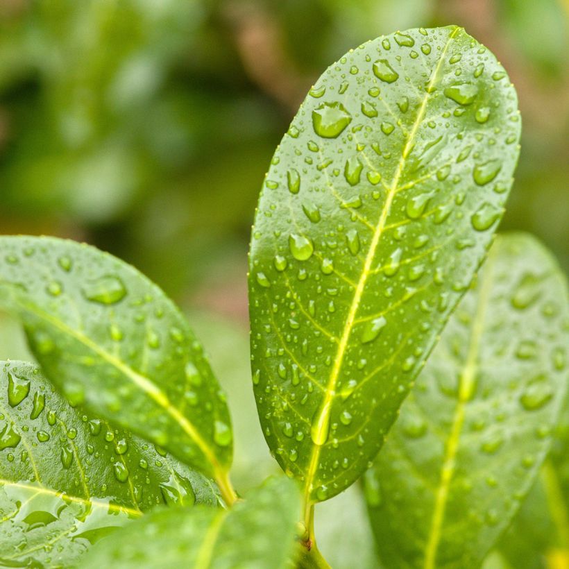 Laurier cerise - Prunus laurocerasus Ani (Foliage)