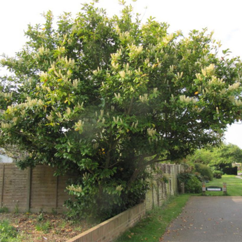 Laurier cerise -  Prunus laurocerasus Caucasica - Laurier Palme - Laurier du Caucase (Plant habit)
