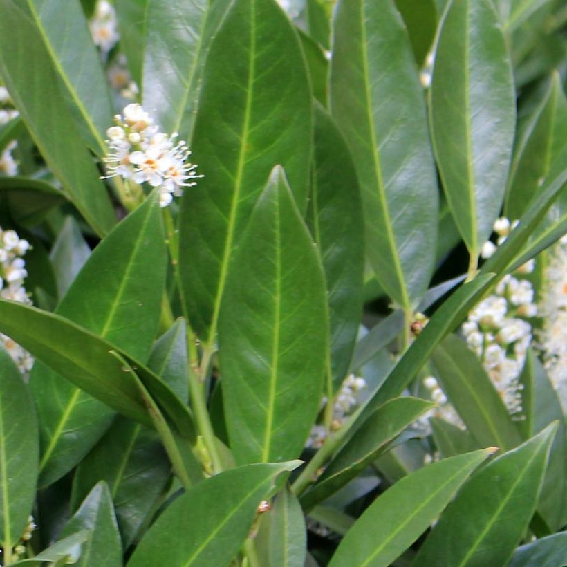 Laurier Cerise - Prunus laurocerasus Fontanettes (Foliage)