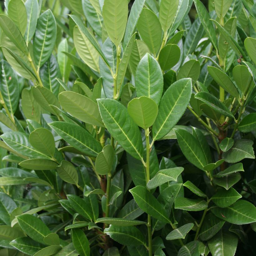 Laurier cerise - Prunus laurocerasus Greentorch (Foliage)