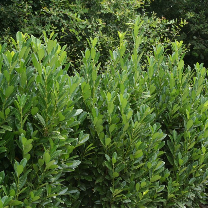 Laurier cerise - Prunus laurocerasus Greentorch (Plant habit)