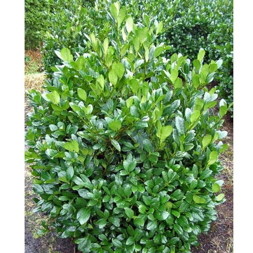 Laurier Cerise - Prunus laurocerasus Mano (Plant habit)