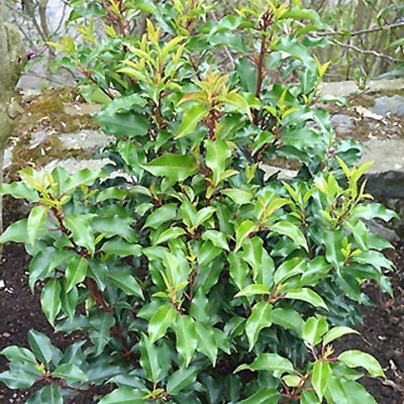 Laurier du Portugal - Prunus lusitanica Brenelia (Plant habit)
