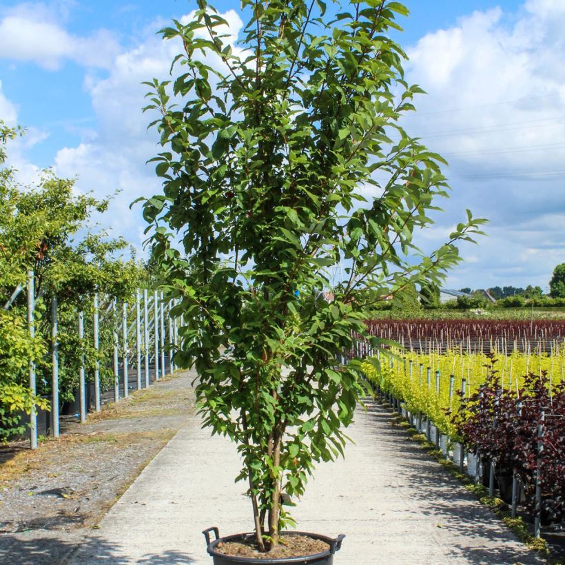 Example of Prunus padus - Cerisier à grappes Pot de 80L/90L, Cépée as you get in printemps