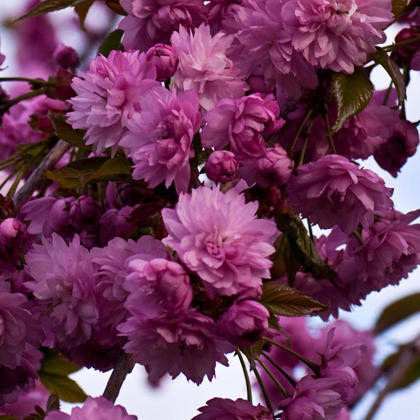 Cerisier à fleurs - Prunus serrulata Kiku Shidare Zakura  (Flowering)