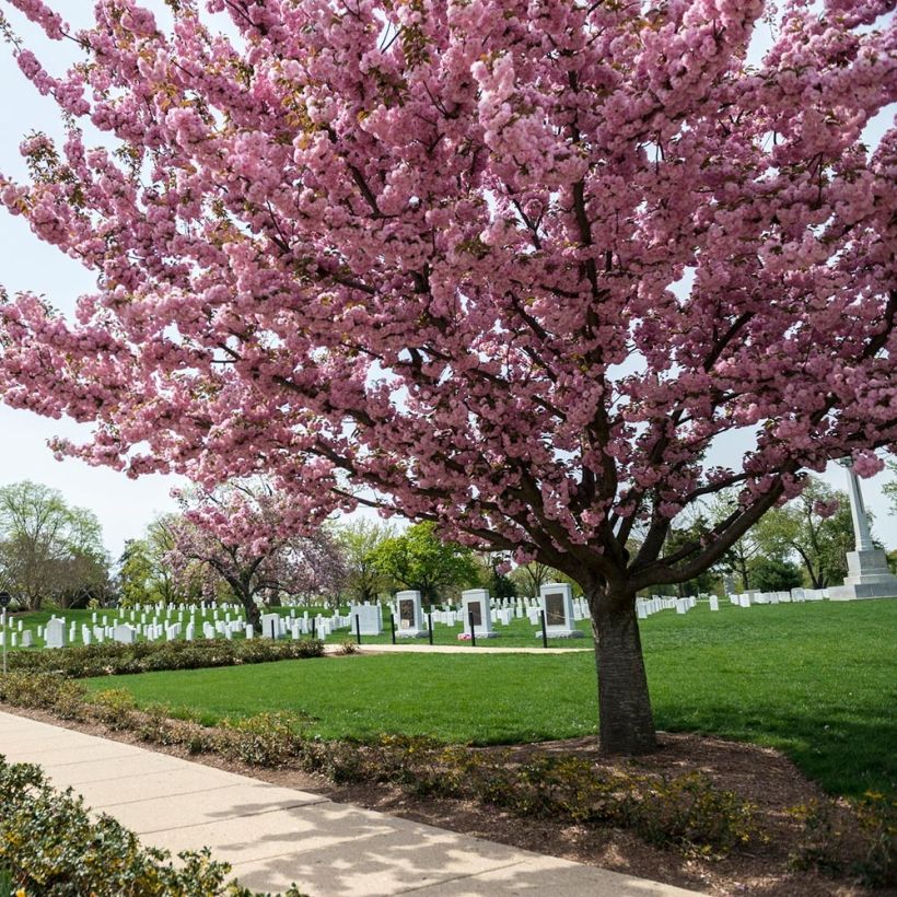 Cerisier à fleurs - Prunus serrulata Pink Perfection (Plant habit)