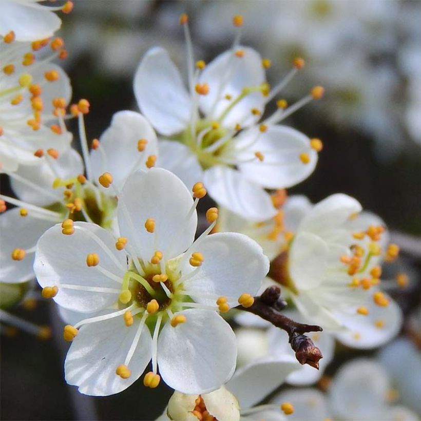 Prunellier - Prunus spinosa (Flowering)