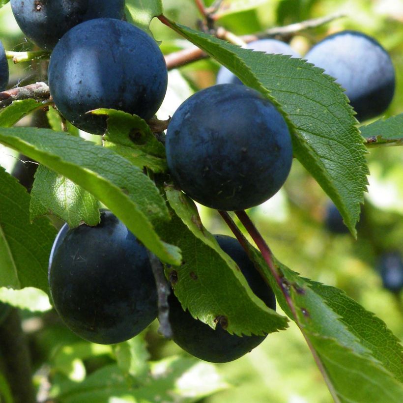Prunellier - Prunus spinosa (Harvest)