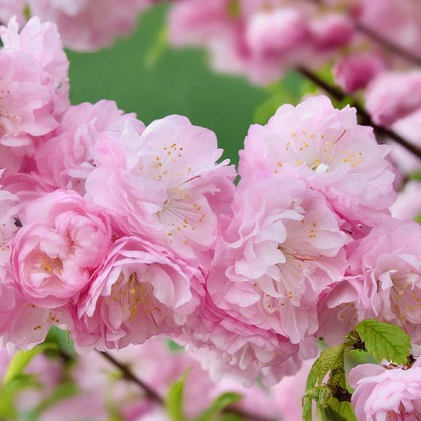 Amandier à fleurs - Prunus triloba Multiplex (Flowering)