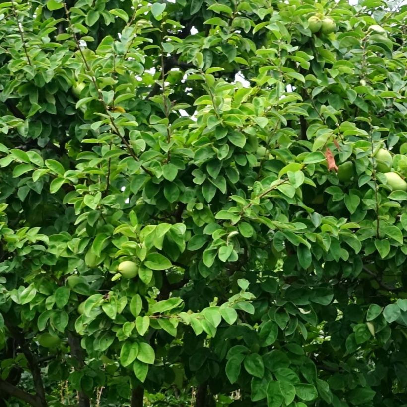 Pseudocydonia sinensis - Cognassier de Chine (Foliage)