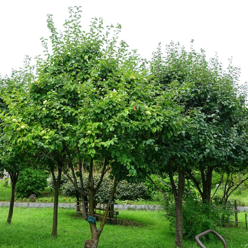 Pseudocydonia sinensis - Cognassier de Chine (Plant habit)