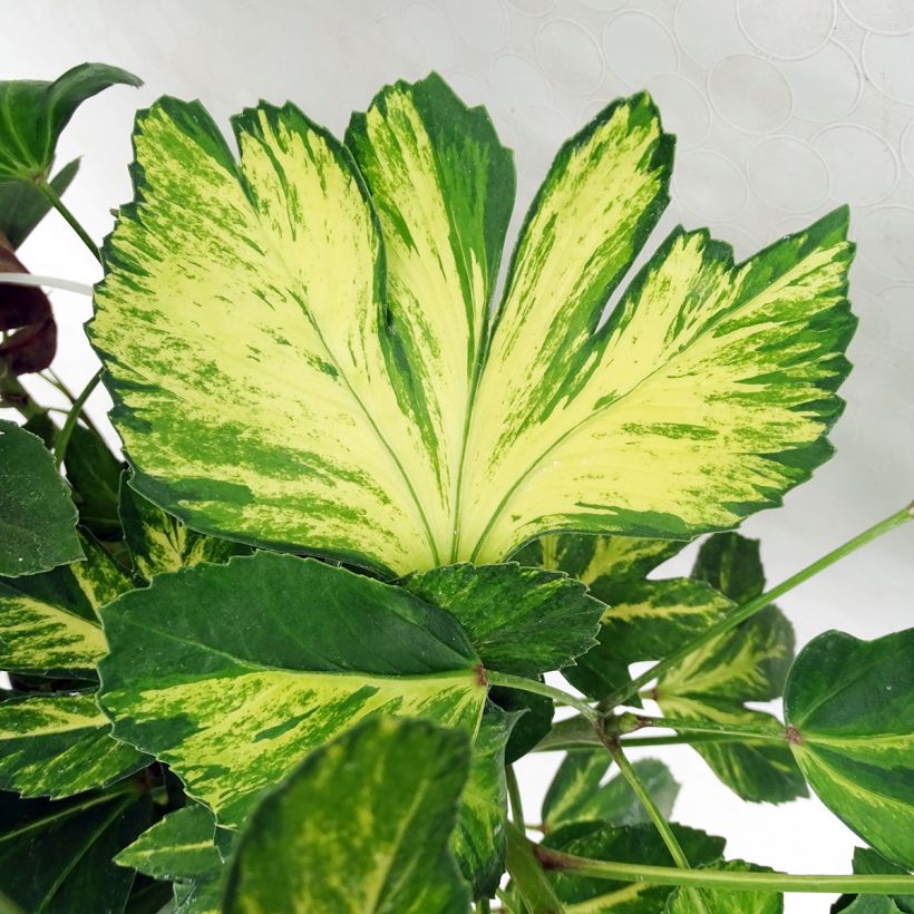 Pseudopanax Gecko Gold - Houpara (Foliage)