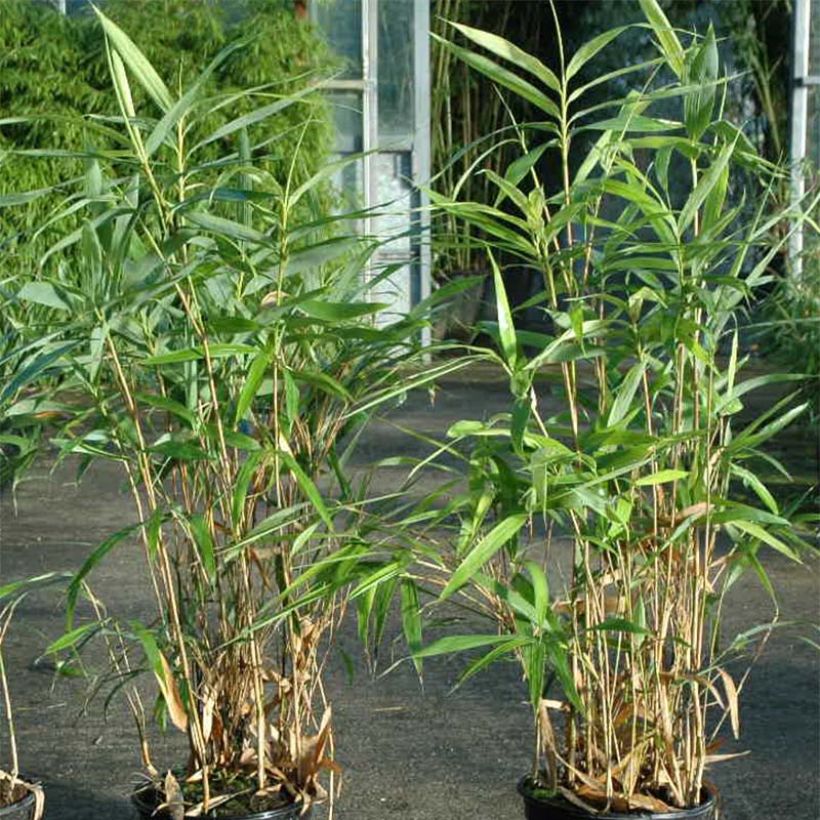 Pseudosasa japonica Tsutsumiana - Bambou moyen (Foliage)