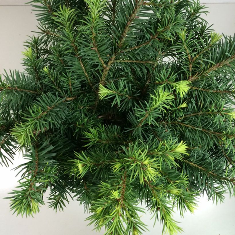 Sapin de Douglas - Pseudotsuga menziesii Fletcheri (Foliage)