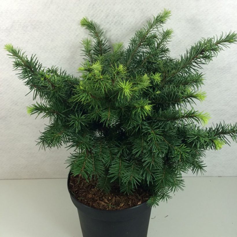 Sapin de Douglas - Pseudotsuga menziesii Fletcheri (Plant habit)