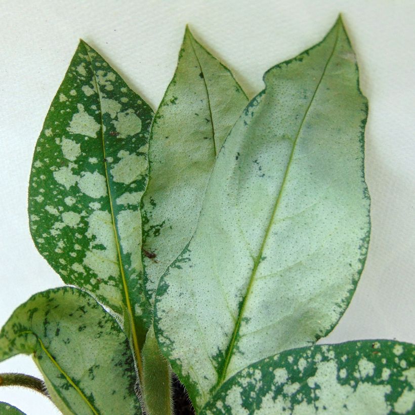 Pulmonaire hybride - Pulmonaria Majesté (Foliage)