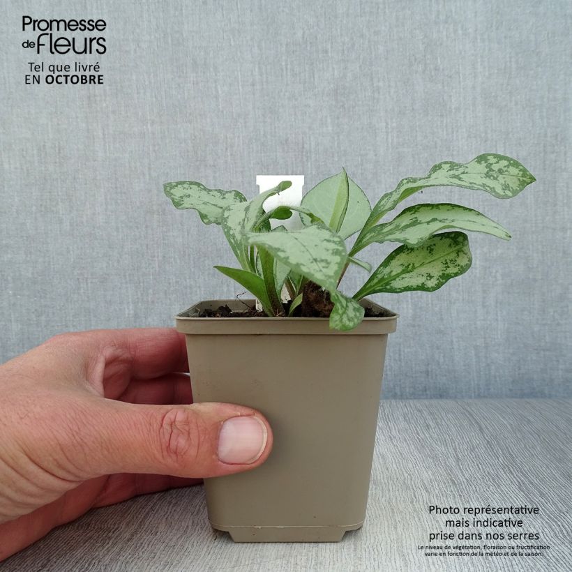 Example of Pulmonaire hybride - Pulmonaria Majesté Godet de 8/9 cm as you get in automne