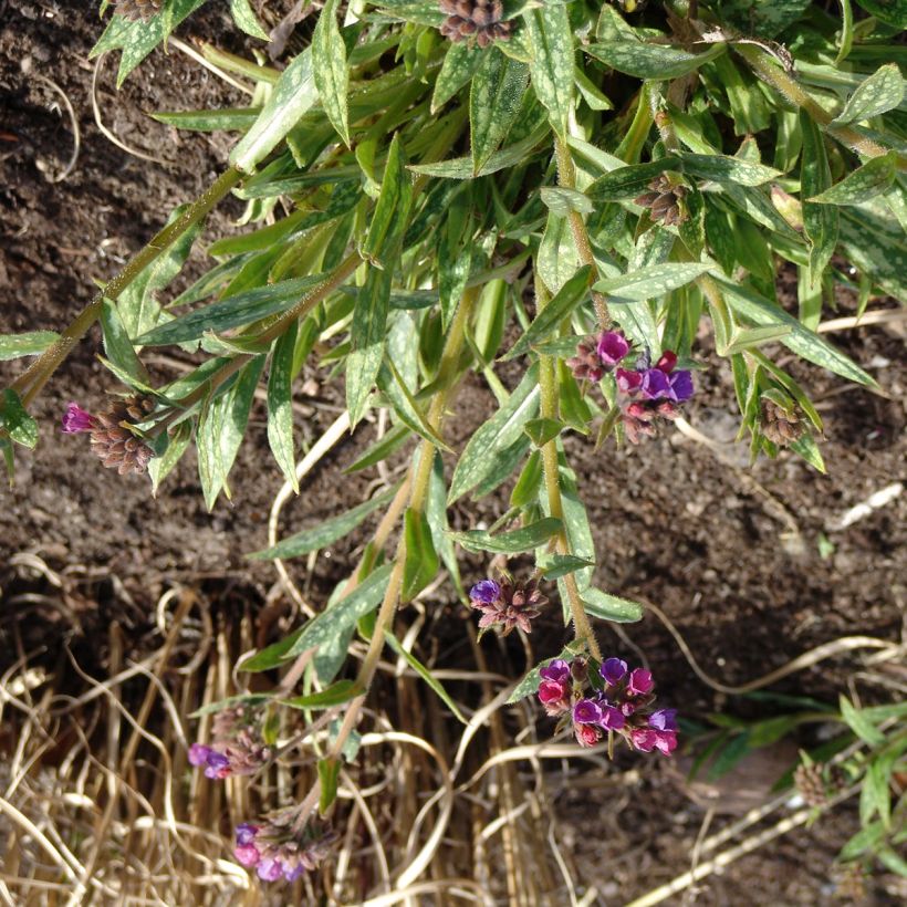 Pulmonaria Raspberry Splash - Pulmonaire hybride (Plant habit)