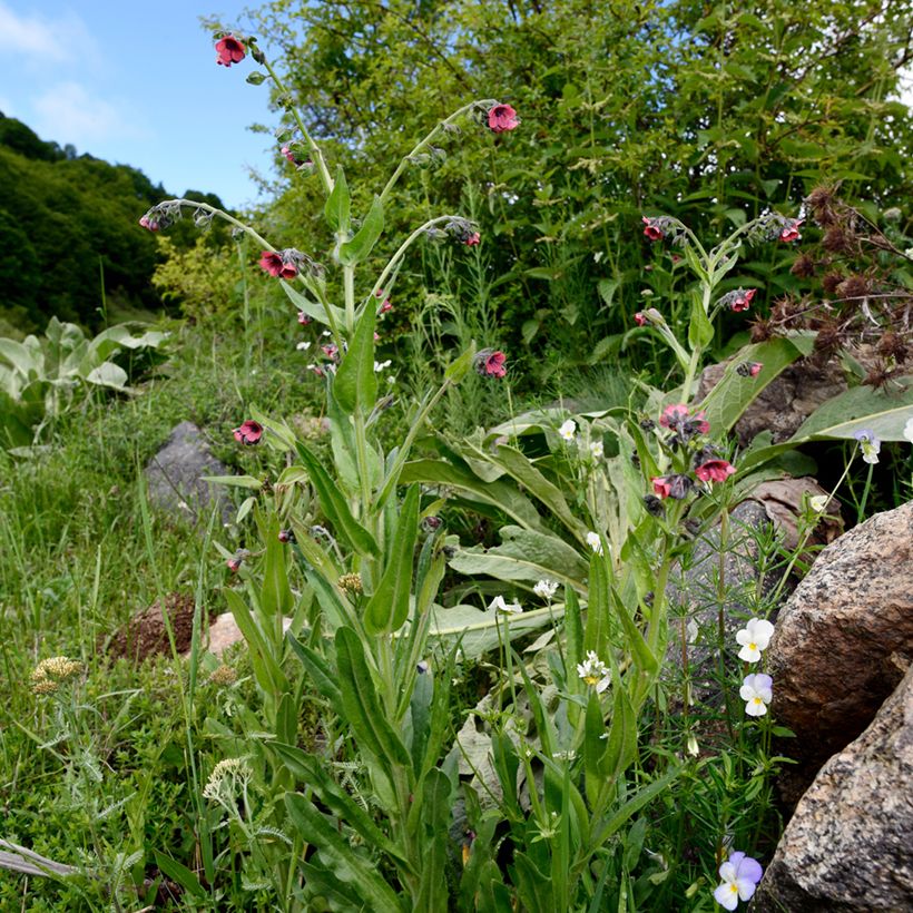 Pulmonaire rouge - Pulmonaria rubra (Plant habit)