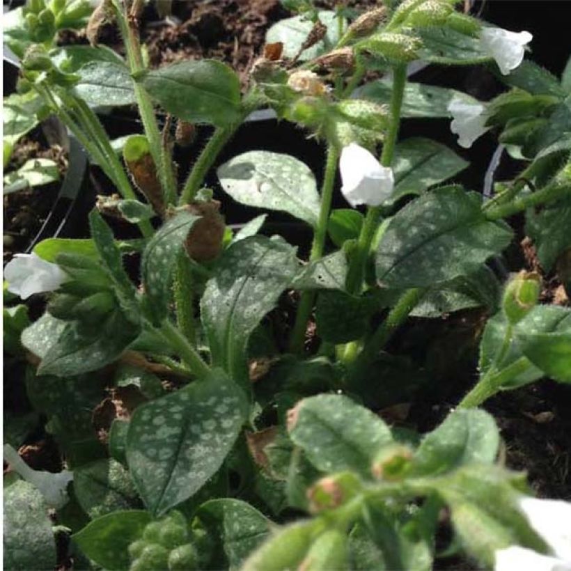 Pulmonaire Ice Balle (Foliage)