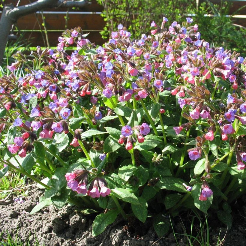 Pulmonaria officinalis - Pulmonaire officinale (Plant habit)