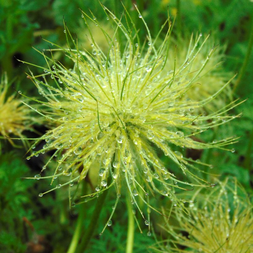 Pulsatilla vulgaris Alba - Anémone pulsatille (Harvest)
