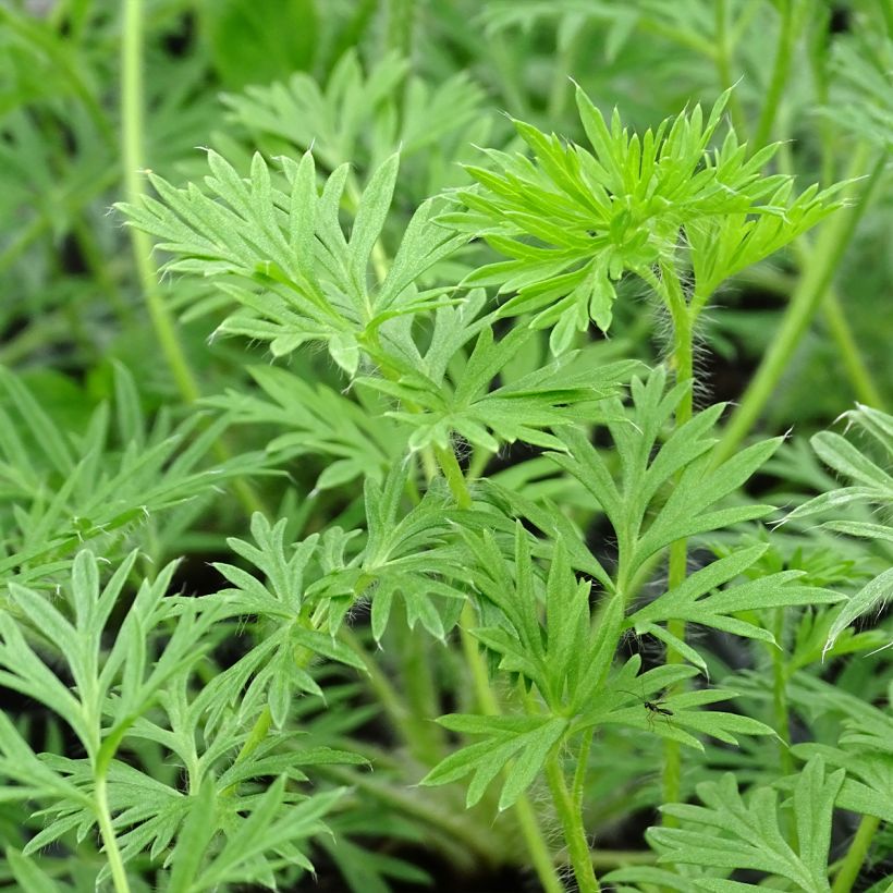 Pulsatilla vulgaris Alba - Anémone pulsatille (Foliage)