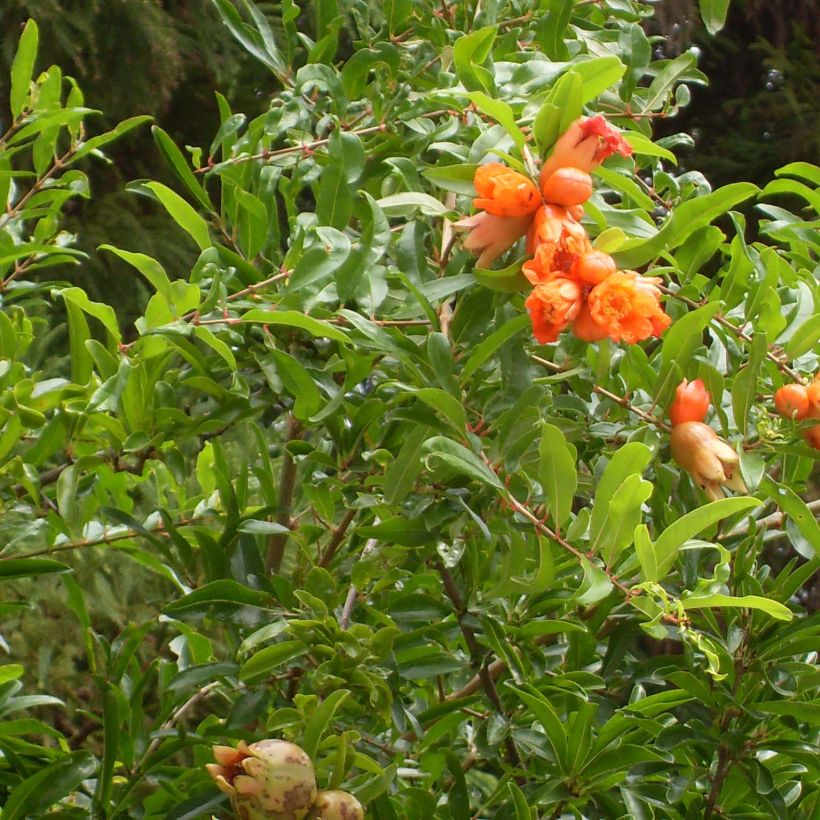 Grenadier à fleurs - Punica granatum Maxima Rubra (Foliage)