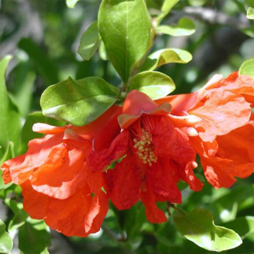 Grenadier à fleurs - Punica granatum Maxima Rubra (Flowering)