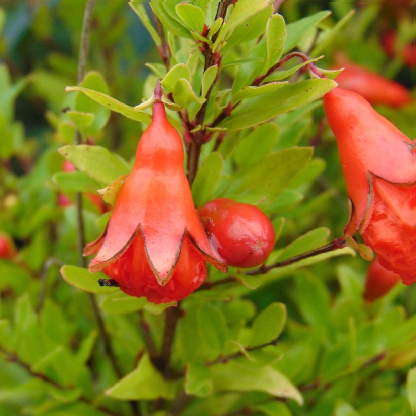 Punica granatum Nana - Grenadier nain  (Flowering)