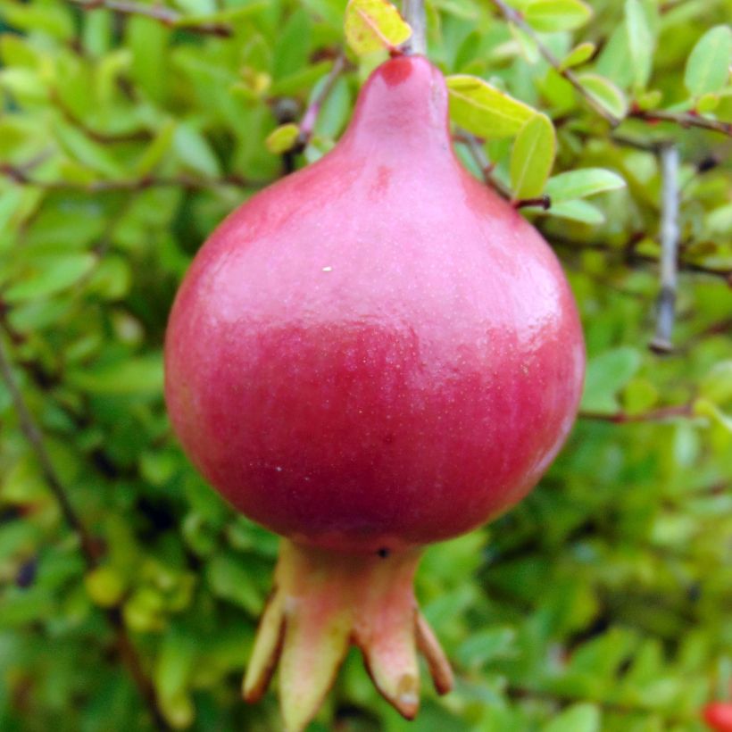 Punica granatum Nana - Grenadier nain  (Harvest)