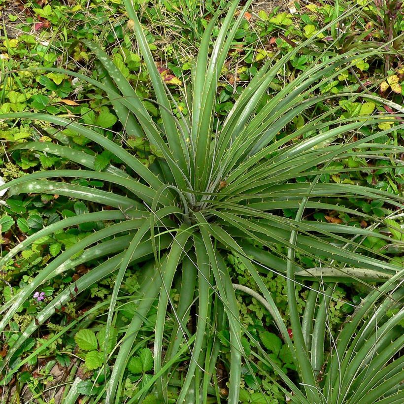 Puya alpestris - Chagual, plante mange-mouton (Foliage)