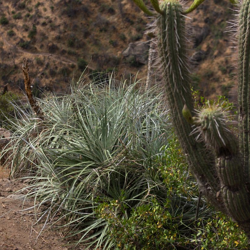 Puya alpestris - Chagual, plante mange-mouton (Plant habit)