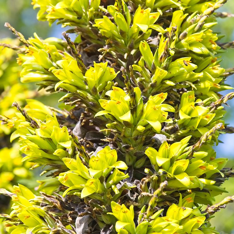 Puya chilensis - Chagual (Flowering)
