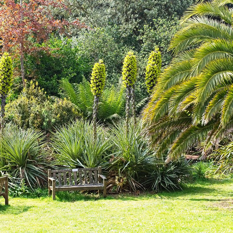 Puya chilensis - Chagual (Plant habit)