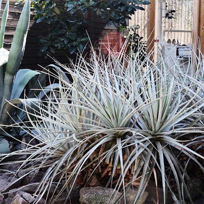 Puya harmsii - Chagual (Plant habit)