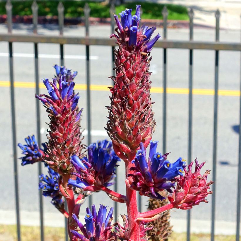 Puya venusta - Chagual (Flowering)