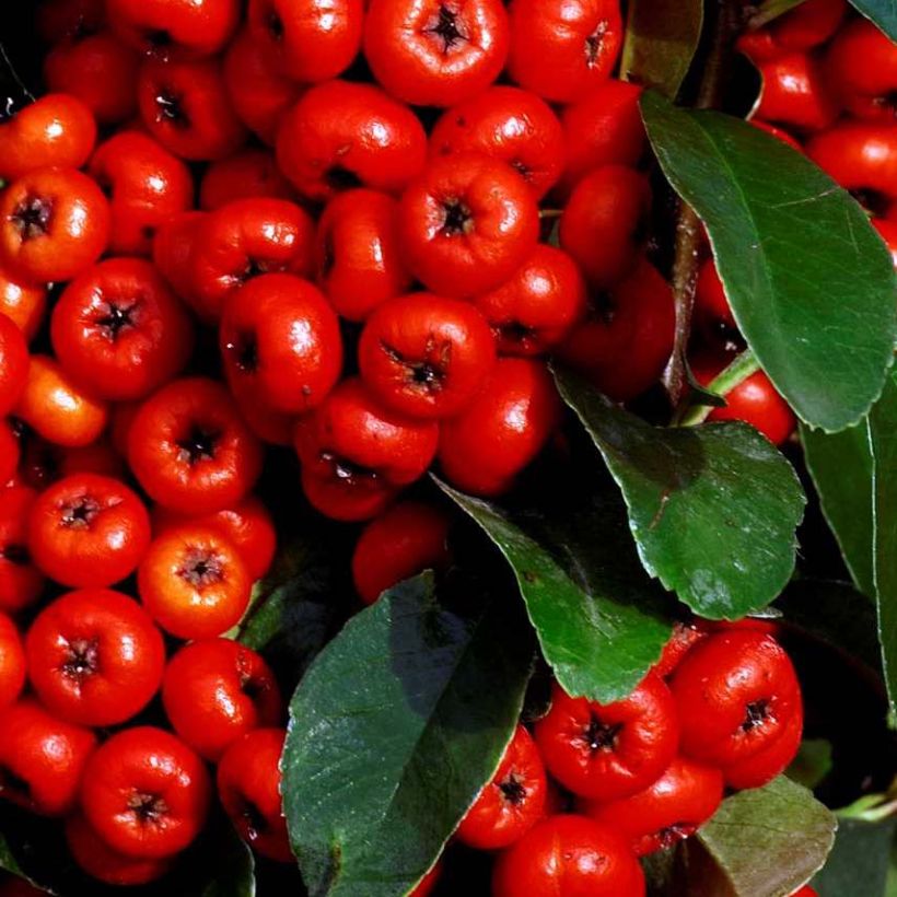 Pyracantha SAPHYR Rouge - Buisson ardent (Foliage)
