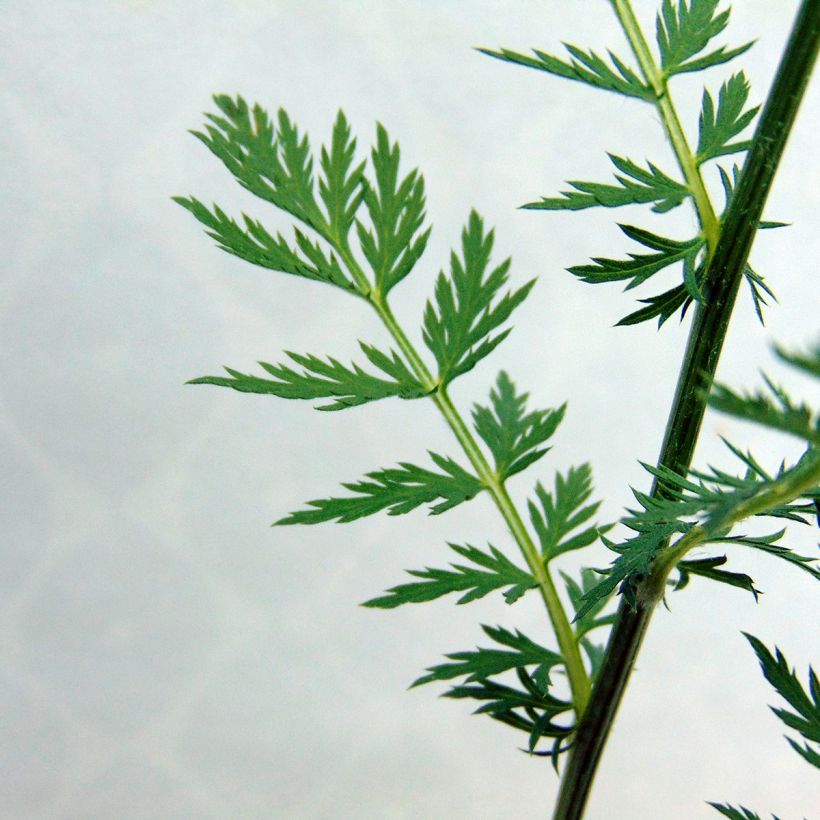 Pyrèthre Robinson Rose -Tanacetum coccineum (Foliage)
