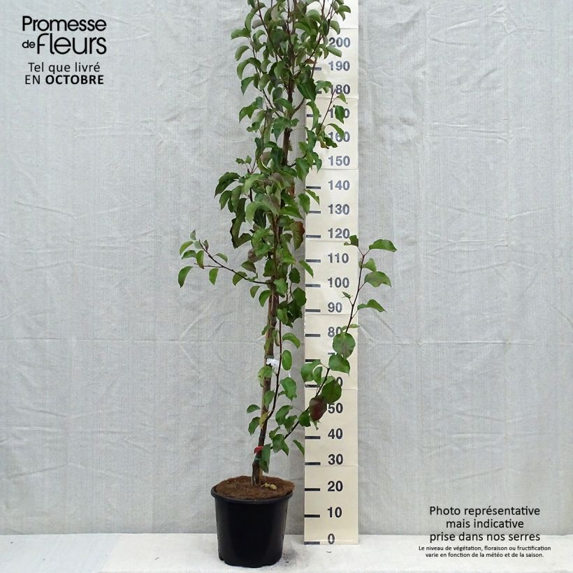 Example of Pyrus calleryana Chanticleer - Poirier d'ornement  Pot de 12L/15L as you get in automne