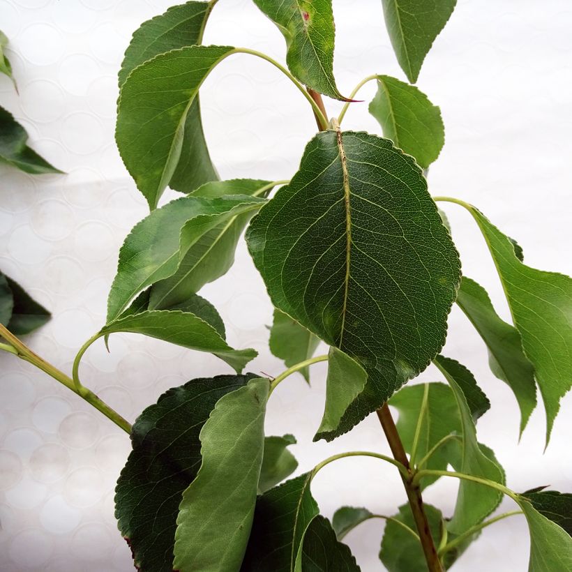 Pyrus calleryana Chanticleer - Poirier d'ornement  (Foliage)