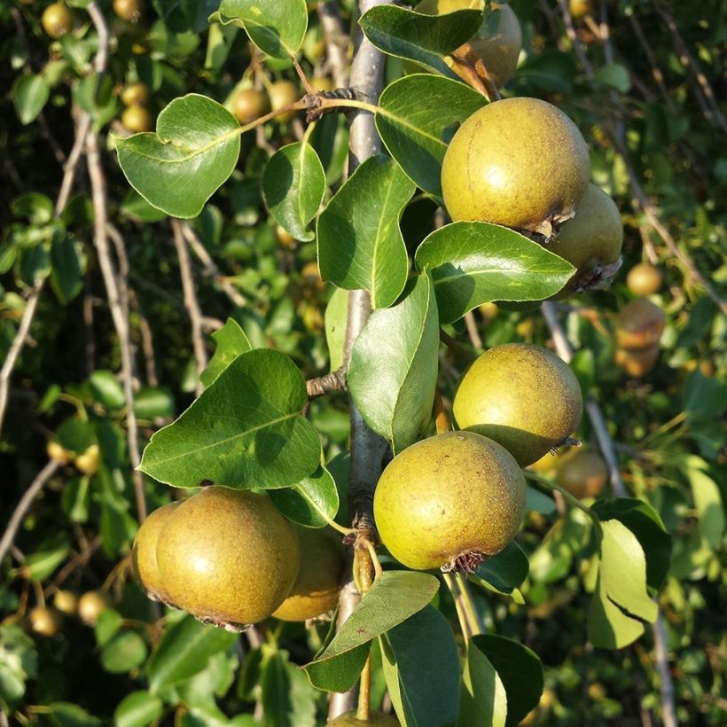 Pyrus pyraster - Poirier sauvage (Harvest)