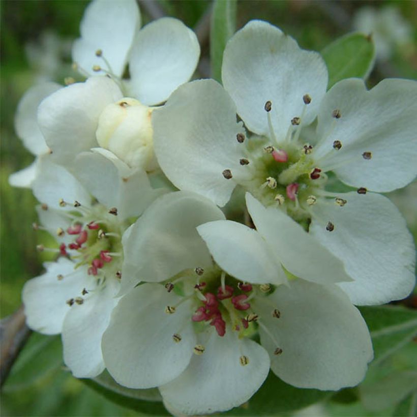 Pyrus salicifolia Pendula - Poirier d'ornement pleureur  (Flowering)