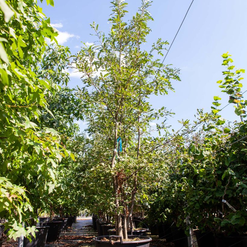 Example of Quercus cerris - Chêne chevelu ou Chêne lombard Pot de 80L/90L, Cépée as you get in printemps