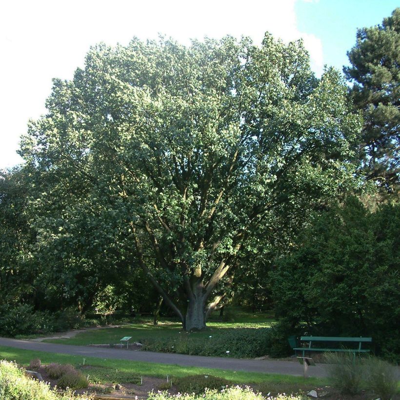 Chêne de Hongrie - Quercus frainetto (Plant habit)
